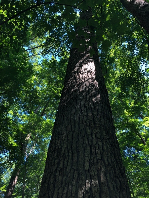 Arboriculture